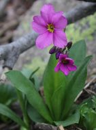 Image of <i>Primula parryi</i>