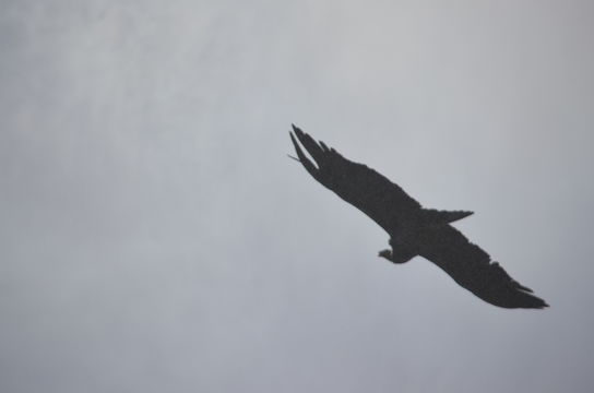 18.https www inaturalist org photos 4912316.580x360