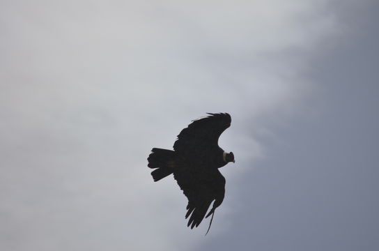 Image of Andean Condor