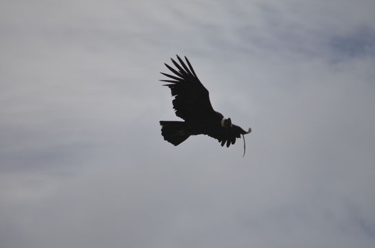 18.https www inaturalist org photos 4912319.580x360