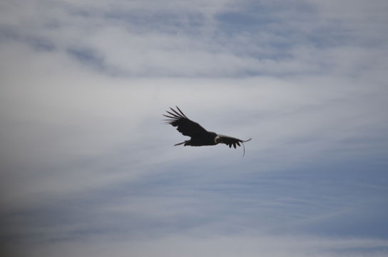 18.https www inaturalist org photos 4912320.580x360