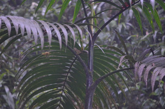 18.https www inaturalist org photos 4912344.580x360