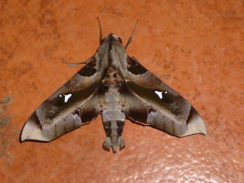 Image of <i>Madoryx plutonius</i> (Hübner (1819))