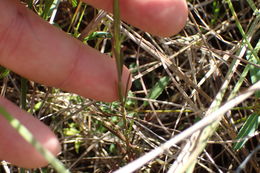 Image of <i>Agalinis viridis</i>