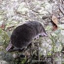 Image of Andean small-eared shrew