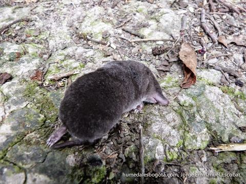 18.https www inaturalist org photos 4921076.580x360