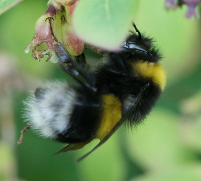 18.https www inaturalist org photos 4921165.580x360