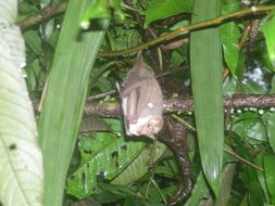 Image of Lattice-winged Bat