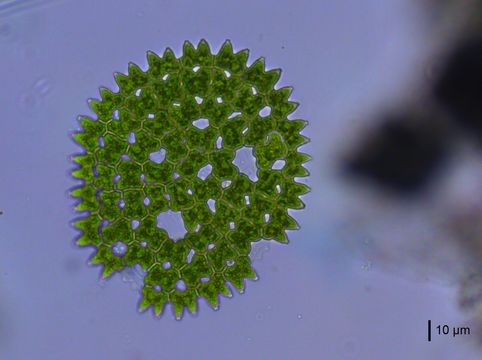 Image of <i>Pediastrum duplex</i>