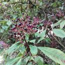 Image of <i>Fuchsia arborescens</i>