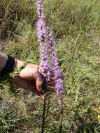 Image of <i>Liatris punctata mucronata</i>