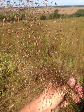 Image of <i>Eragrostis trichodes</i>