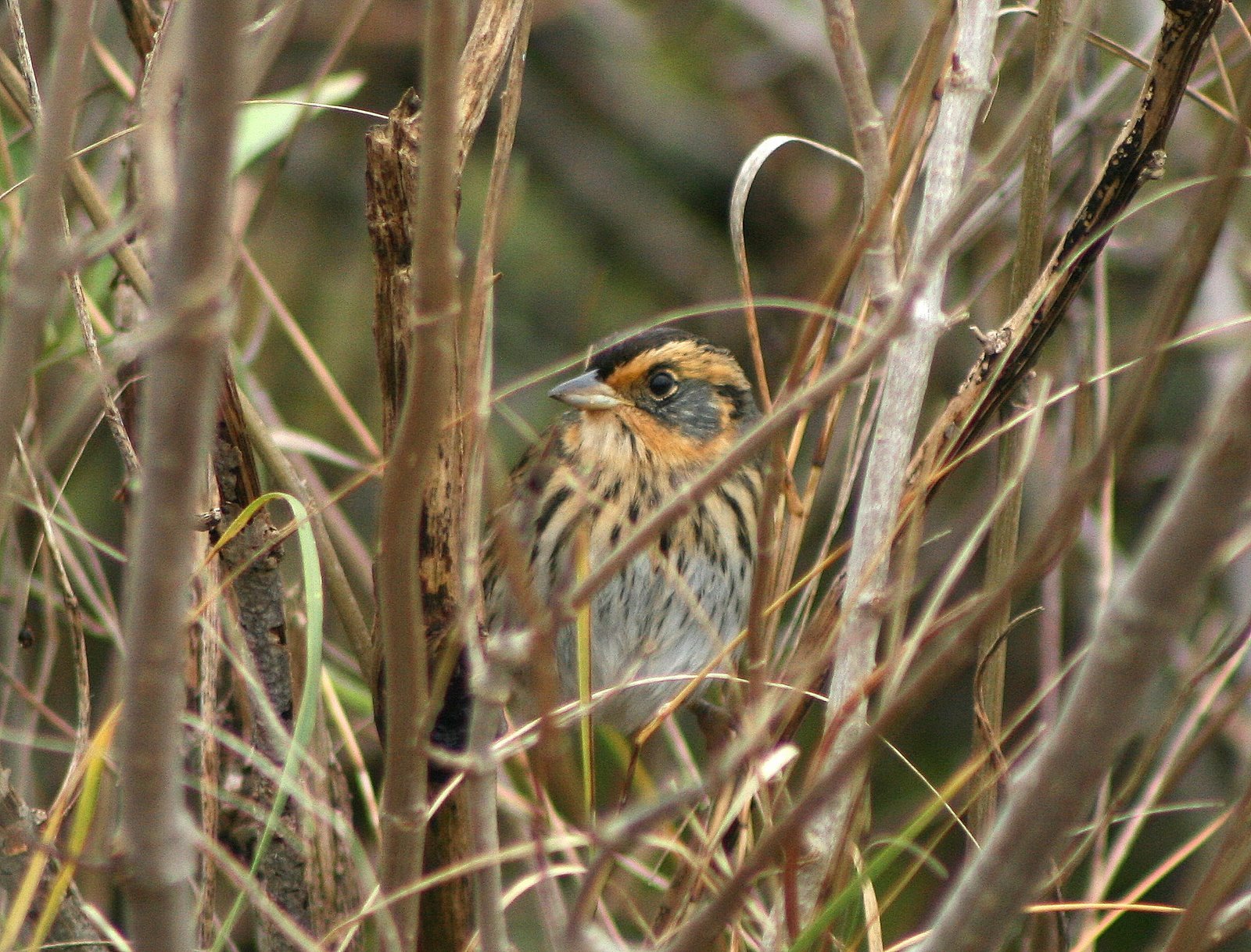 Image of saltmarsh sparrow