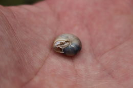 Image of Carthusian snail