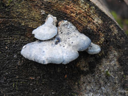 Image of <i>Postia caesia</i>