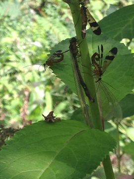 18.https www inaturalist org photos 4946244.580x360