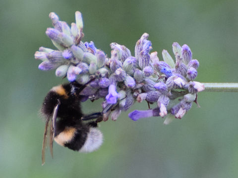18.https www inaturalist org photos 4950119.580x360