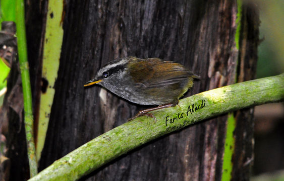 Image of Javan Tesia