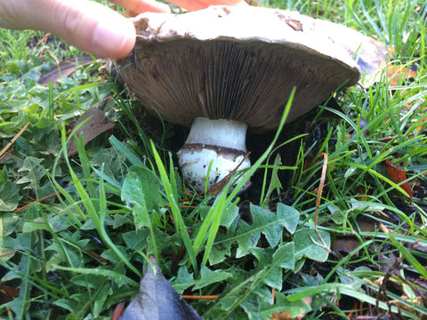 Image of <i>Agaricus bernardi</i>