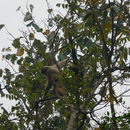 Image of White-cheeked Gibbon