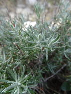 Image of <i>Helichrysum stoechas</i>