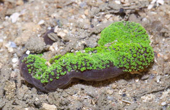 18.https www inaturalist org photos 4958657.580x360