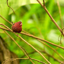 Image of Bar-breasted Firefinch