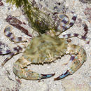 Image of <i>Charybdis annulata</i>