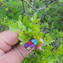 Image of <i>Pistacia mexicana</i>