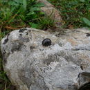 Image of <i>Glomeris marginata</i>