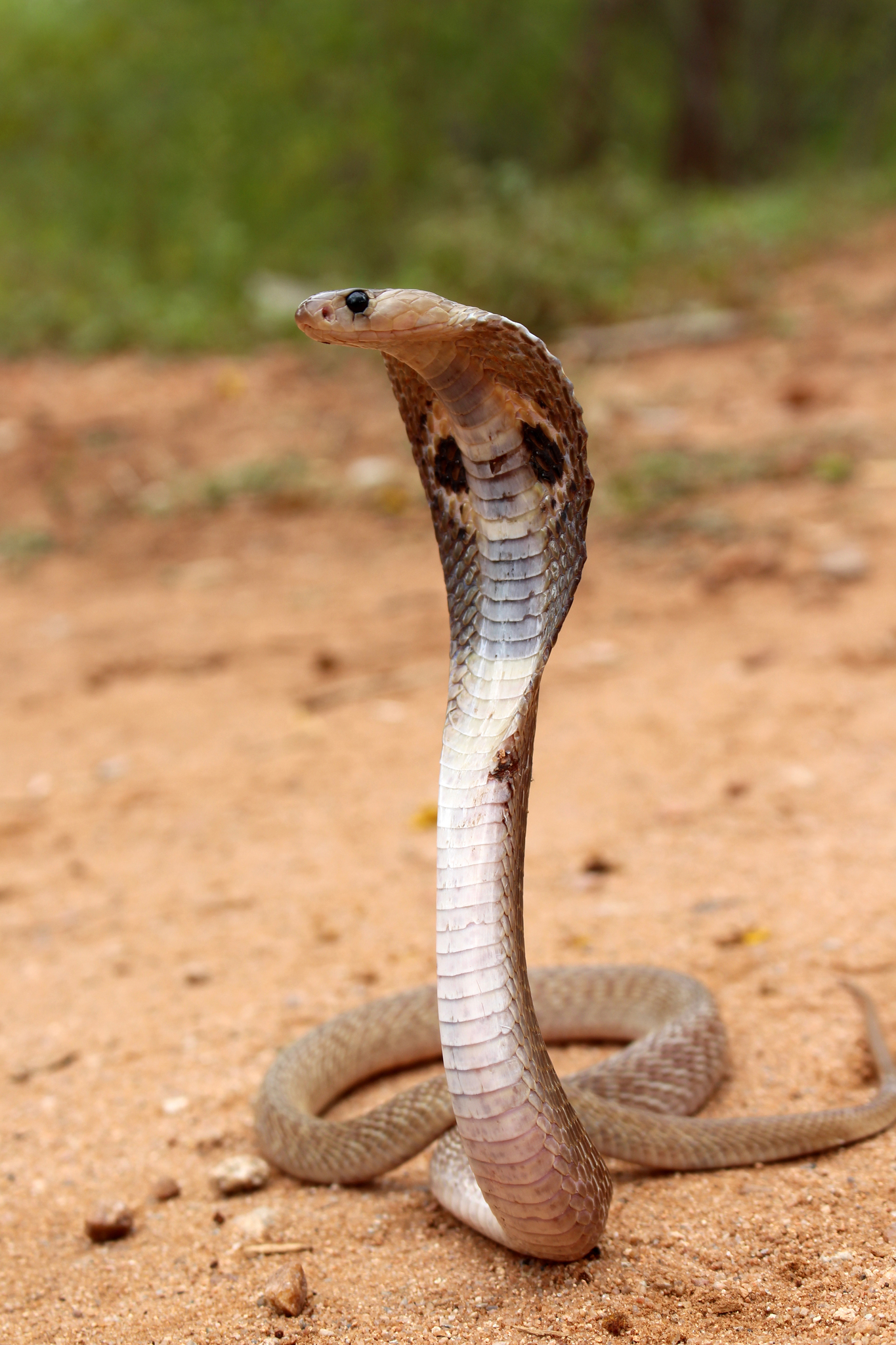 Змея 5 индийский