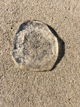 Image of Leidy's Comb Jelly