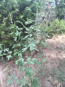 Image of <i>Ambrosia trifida texana</i>