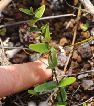 Image of <i>Parsonsia praeruptis</i>