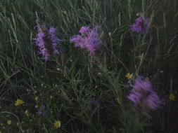 Image of <i>Liatris punctata mucronata</i>