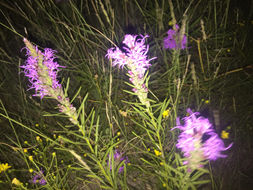 Image of <i>Liatris punctata mucronata</i>