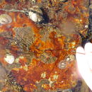 Image of <i>Chordaria flagelliformis</i>