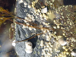 Image of <i>Chordaria flagelliformis</i>