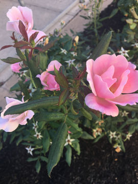 Image of <i>Rosa odorata</i>