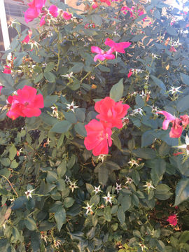 Image of <i>Rosa odorata</i>