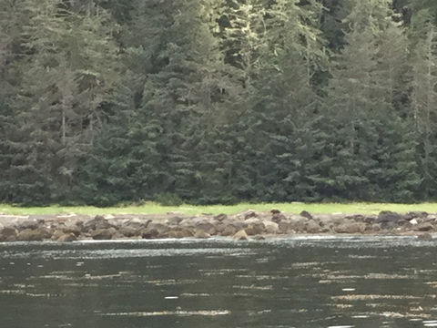 18.https www inaturalist org photos 5013529.580x360