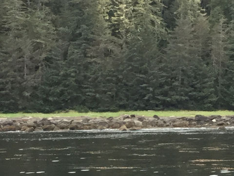 18.https www inaturalist org photos 5013531.580x360