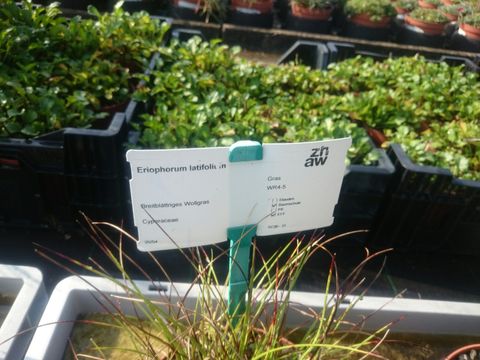 Image of <i>Eriophorum latifolium</i>