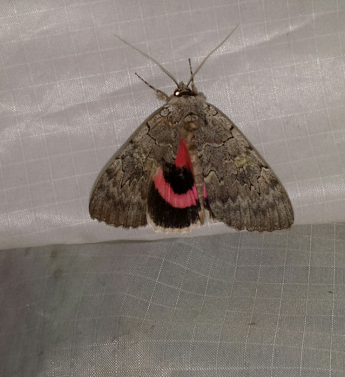 Image of Pink Underwing