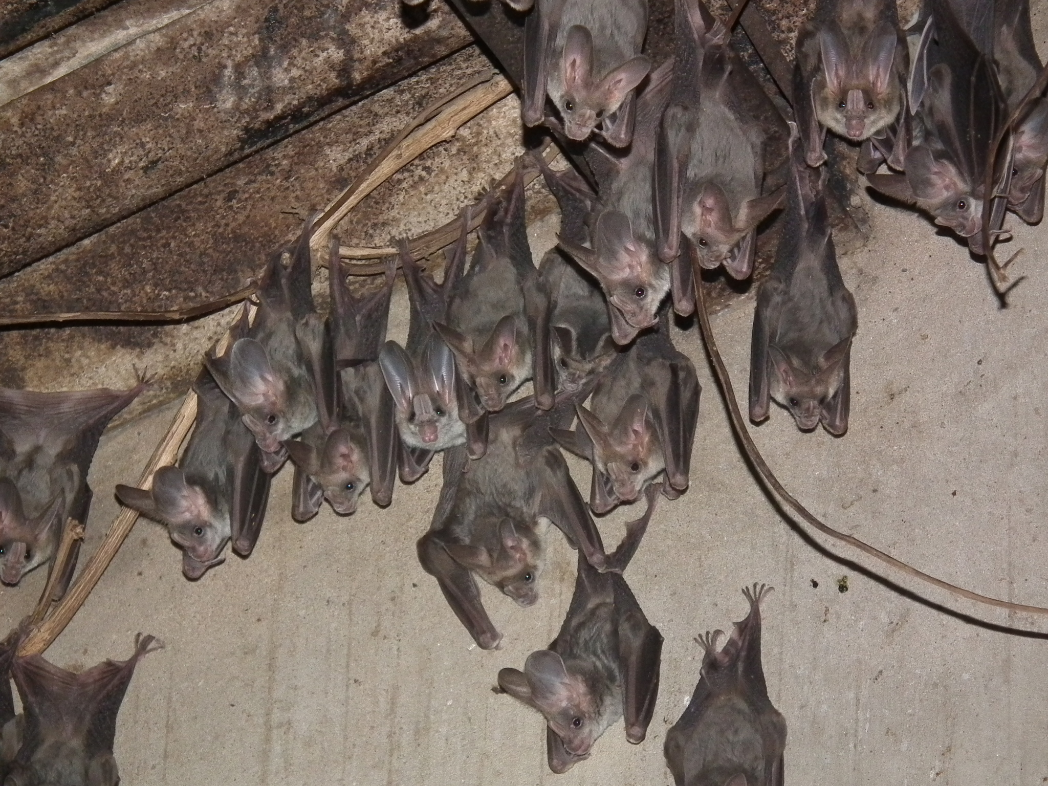 Image of greater false vampire bat