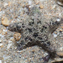 Image of Aquilonastra coronata (von Martens 1866)