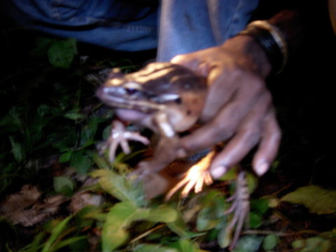 Image of Giant Ditch Frog