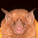 Image of gray short-tailed bat