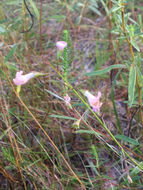 Image of <i>Agalinis viridis</i>