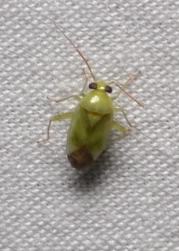 Image of Broken-backed Bug